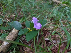 Dicliptera tinctoria