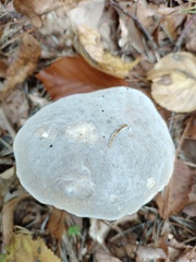 Hypomyces chrysospermus