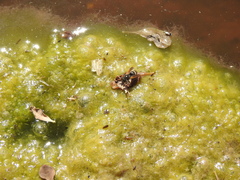 Brachygastra lecheguana