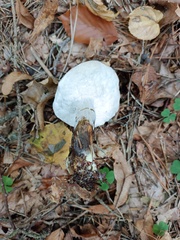 Hypomyces chrysospermus