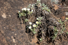 Helichrysum chionosphaerum
