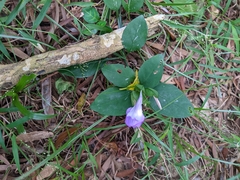 Dicliptera tinctoria
