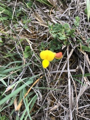 Lotus corniculatus