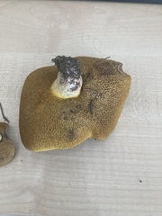 Suillus collinitus
