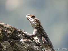 Sauria