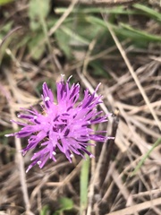 Centaurea calcitrapa