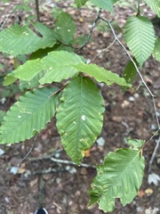 Fagus