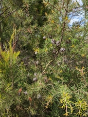 Hakea sericea