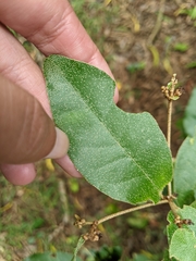 Croton cascarilloides