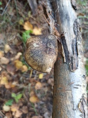 Lentinus substrictus