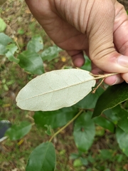 Croton cascarilloides