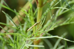 Leptocorisa chinensis
