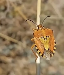 Carpocoris mediterraneus