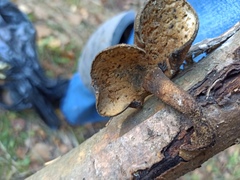 Lentinus substrictus