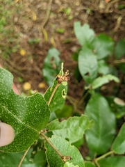 Croton cascarilloides