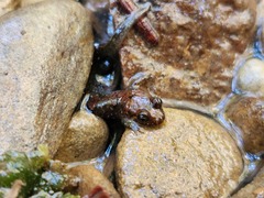 Desmognathus conanti