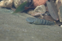 Stiphodon multisquamus
