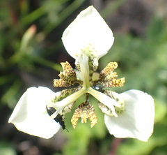 Moraea tricuspidata