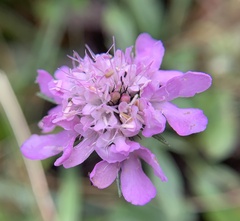 Scabiosa lucida