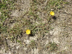 Grindelia scorzonerifolia