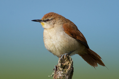 Yellow-Chinned Spinetail photo 3
