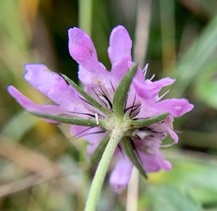 Scabiosa lucida