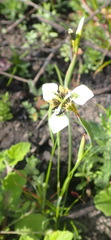 Moraea tricuspidata