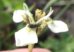 Moraea tricuspidata