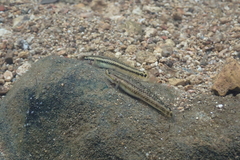 Stiphodon atropurpureus