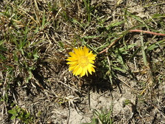 Grindelia scorzonerifolia