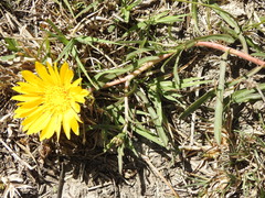 Grindelia scorzonerifolia