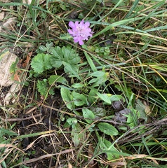 Scabiosa lucida