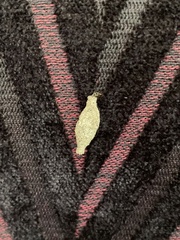Phereoeca