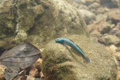 Stiphodon atropurpureus