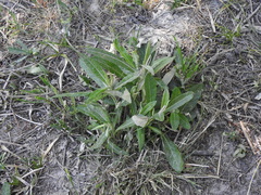 Pterocaulon