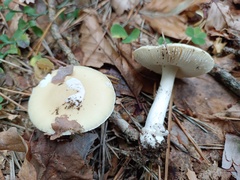 Amanita junquillea