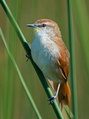 Yellow-Chinned Spinetail photo 4