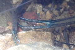 Macrobrachium formosense