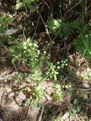 Swertia macrosperma