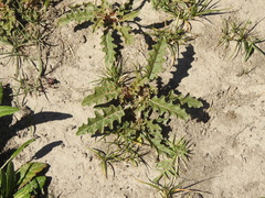Solanum juvenale