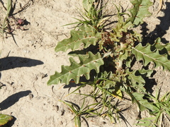 Solanum juvenale