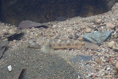 Rhinogobius similis