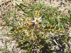 Solanum juvenale