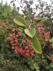 Cotoneaster
