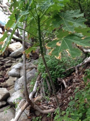 Cnidoscolus megacanthus