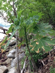 Cnidoscolus megacanthus