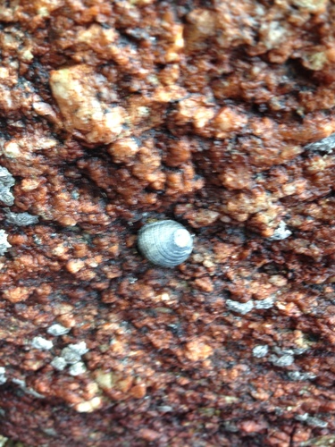 Caracol nerita acanalado
