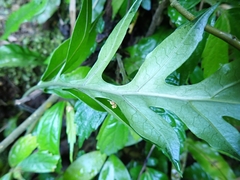Leptochilus ellipticus