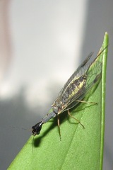 Dichrostigma flavipes