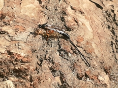 Dolichomitus imperator